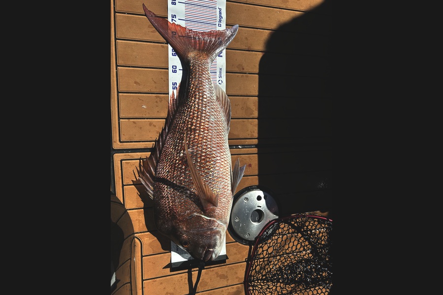 Ryan Lynch caught this 71.5cm Snapper at Auckland during The Export NZ Fishing Competition