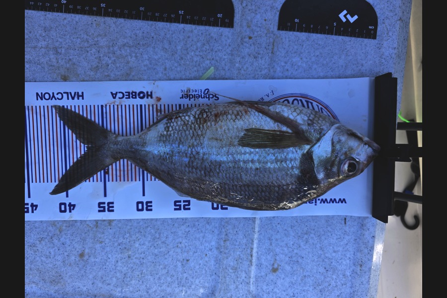 Shaun Wood caught this 37.0cm Tarakihi at Bay of Plenty during The Export NZ Fishing Competition