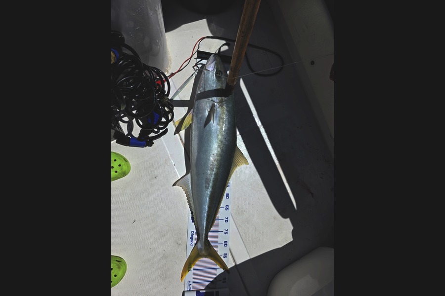 Shaun Wood caught this 85.0cm Kingfish at Bay of Plenty during The Export NZ Fishing Competition