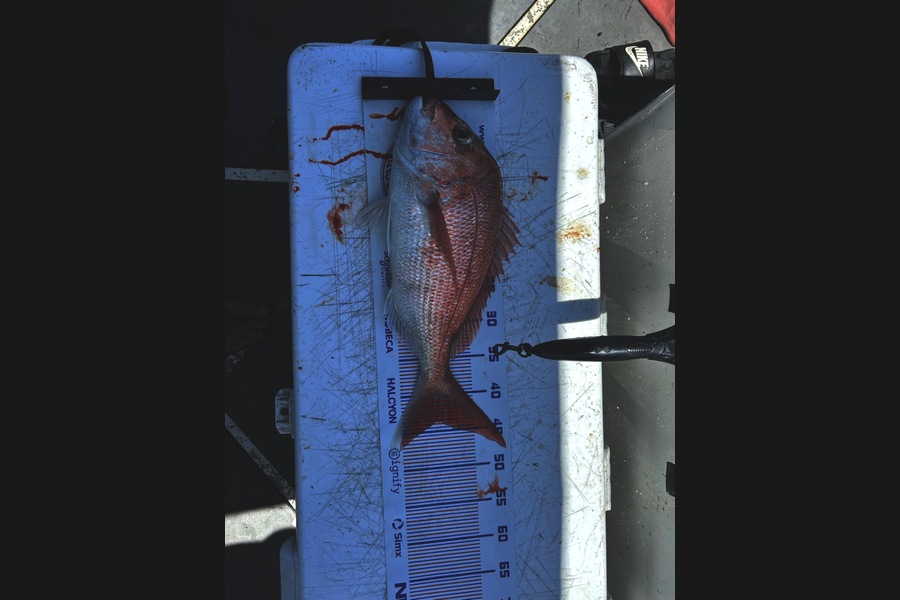 Sam Titchener caught this 43.5cm Snapper at Auckland during The Export NZ Fishing Competition