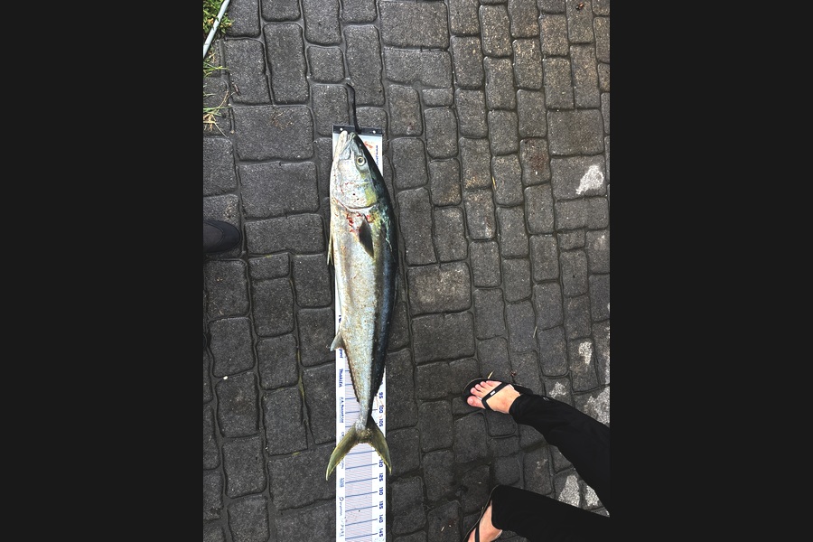 Sam Havill caught this 111.5cm Kingfish at Wellington during The Export NZ Fishing Competition