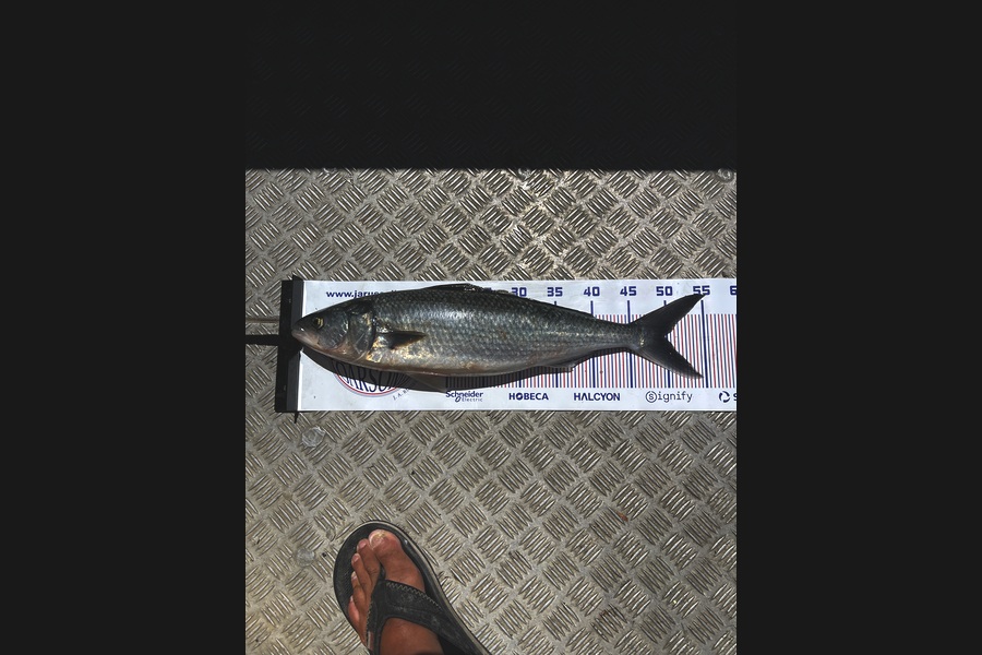 Michael Ratima caught this 49.5cm Kahawai at Auckland during The Export NZ Fishing Competition