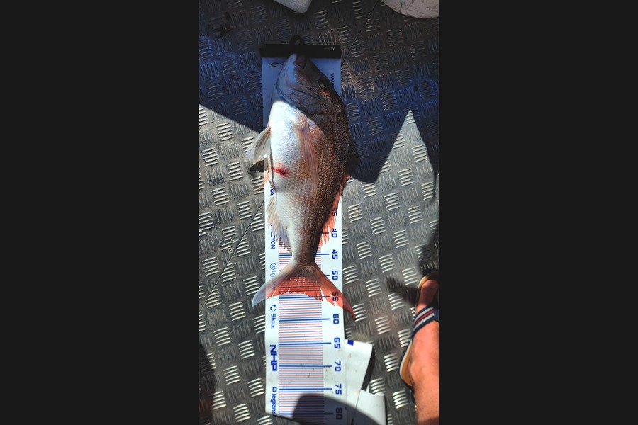 Innes Gareth caught this 54.0cm Snapper at Bay of Plenty during The Export NZ Fishing Competition