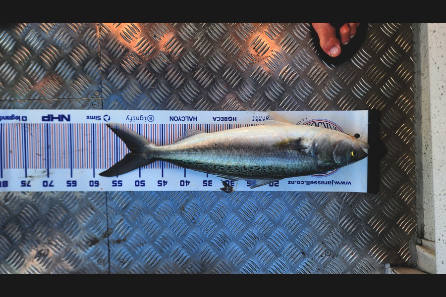 Innes Gareth caught this 53.0cm Kahawai at Bay of Plenty during The Export NZ Fishing Competition