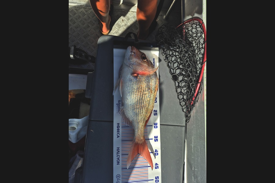 Michelle Richardson caught this 40.0cm Snapper at Bay of Plenty during The Export NZ Fishing Competition