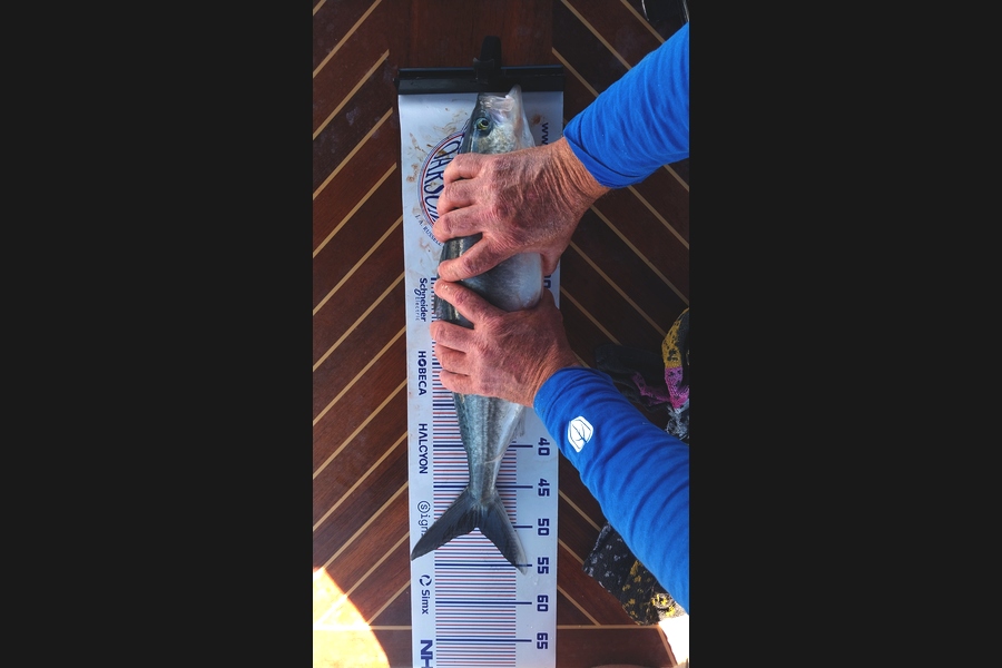 Gareth Nock caught this 50.0cm Kahawai at Auckland during The Export NZ Fishing Competition