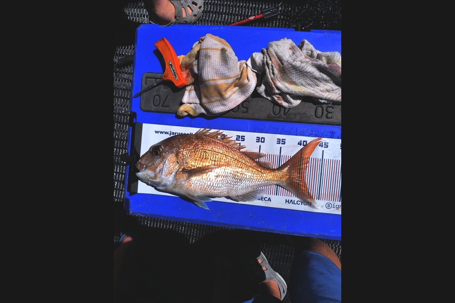 Mark Cronje caught this 41cm Snapper at Auckland during The Export NZ Fishing Competition