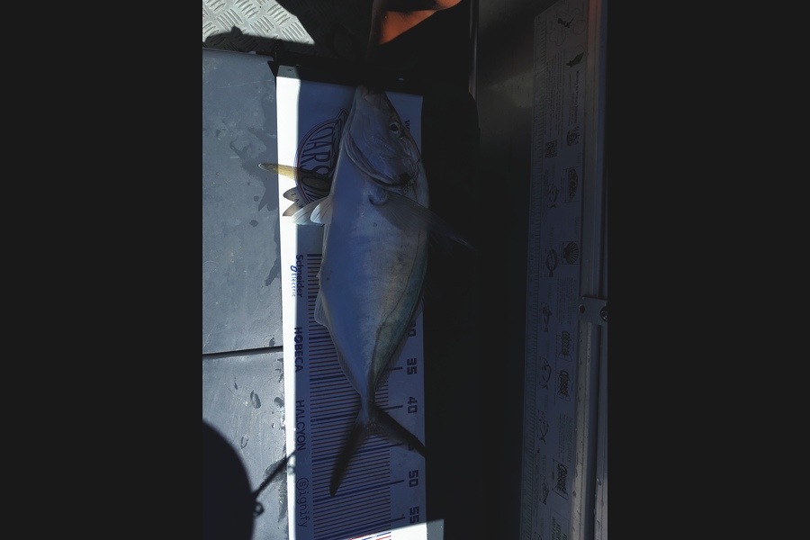 Jeff Davies caught this 43.0cm Trevally at Bay of Plenty during The Export NZ Fishing Competition
