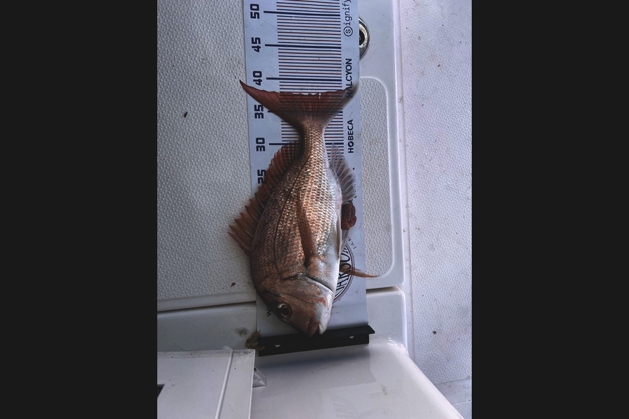 LANE FENNELLY caught this 37.5cm Snapper at Auckland during The Export NZ Fishing Competition