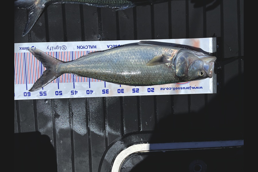 Matt Hewitt caught this 53.5cm Kahawai at Bay of Plenty during The Export NZ Fishing Competition