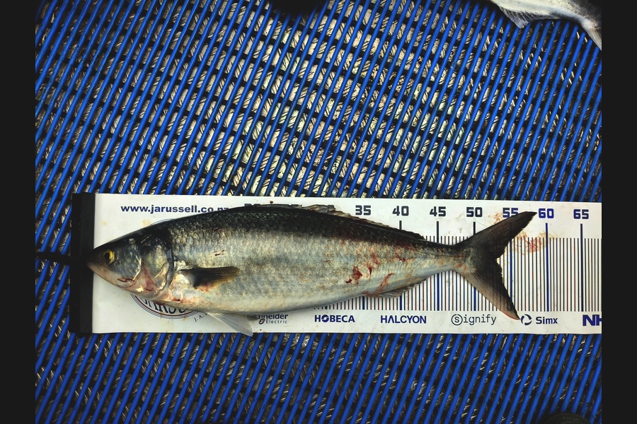 Ryan Beilby caught this 53.0cm Kahawai at Wellington during The Export NZ Fishing Competition