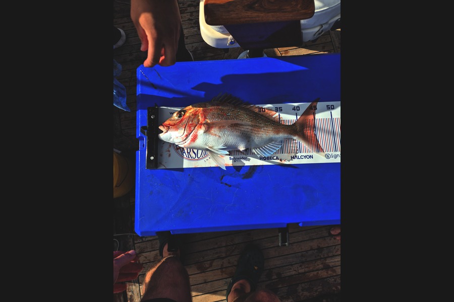 Josh Evemy caught this 44.5cm Snapper at Bay of Plenty during The Export NZ Fishing Competition