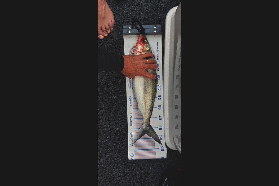 Brad Fox caught this 47.5cm Kahawai at Bay of Plenty during The Export NZ Fishing Competition