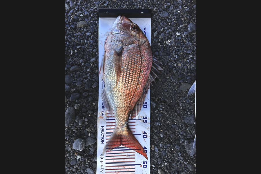 Johnny Huynen caught this 43.5cm Snapper at Wellington during The Export NZ Fishing Competition