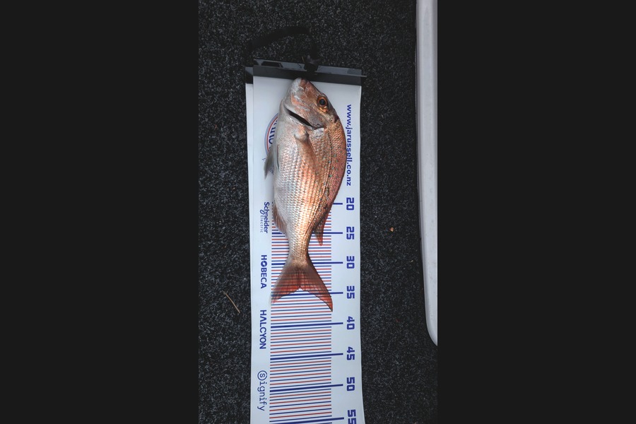 Jono Preston caught this 34.0cm Snapper at Bay of Plenty during The Export NZ Fishing Competition