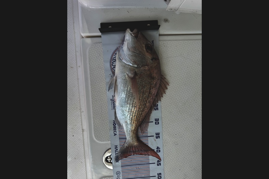 IAN WILLIAMS caught this 41cm Snapper at Auckland during The Export NZ Fishing Competition