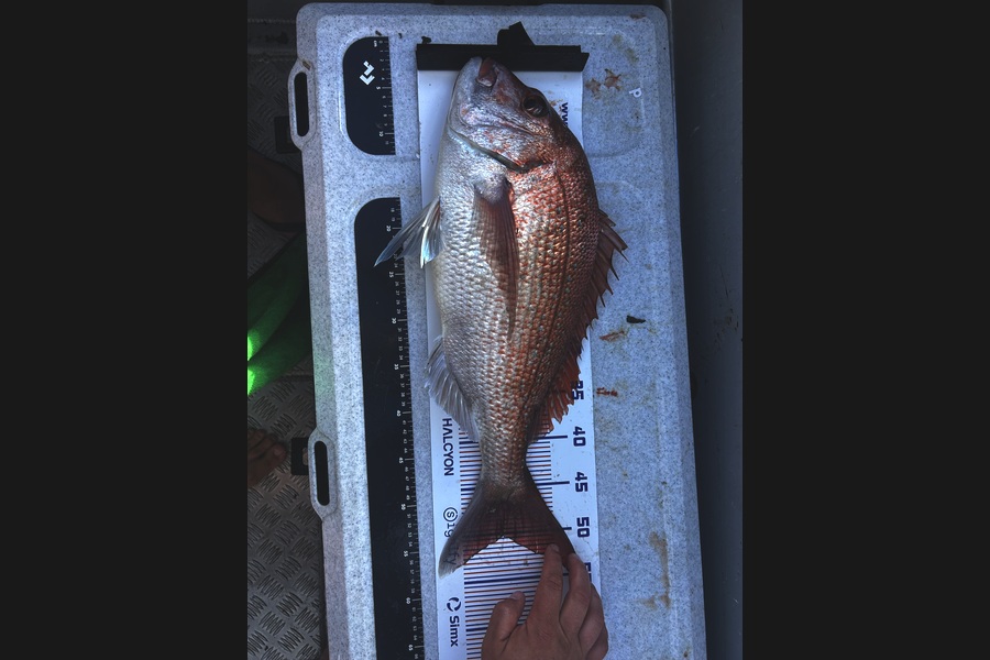 Arryn Hill caught this 50.5cm Snapper at Bay of Plenty during The Export NZ Fishing Competition