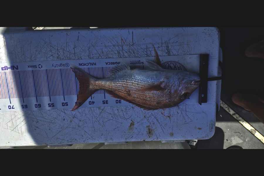 Tim Lokes caught this 43.5cm Snapper at Auckland during The Export NZ Fishing Competition