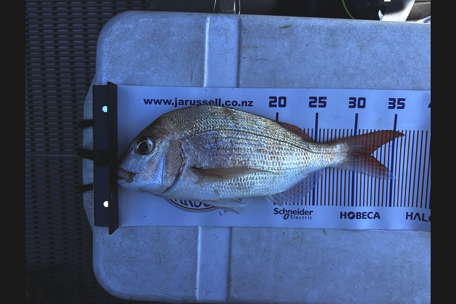 Martin Good caught this 31.5cm Snapper at Auckland during The Export NZ Fishing Competition