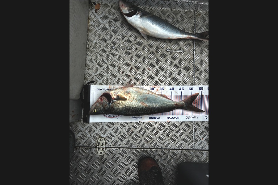 Mark Borrill caught this 50.0cm Kahawai at Wellington during The Export NZ Fishing Competition
