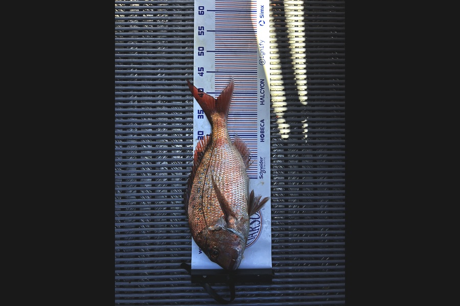 Dale Booysen caught this 38.0cm Snapper at Bay of Plenty during The Export NZ Fishing Competition