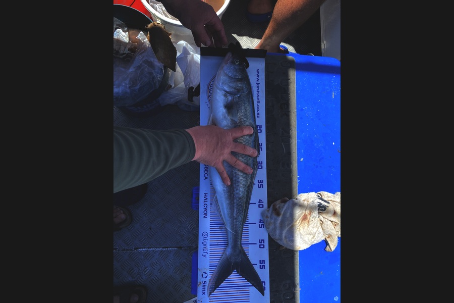 Cam Bell caught this 56.0cm Kahawai at Bay of Plenty during The Export NZ Fishing Competition