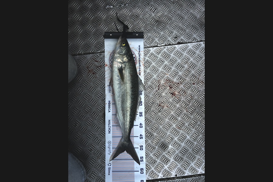 Luke Slobbe caught this 51.0cm Kahawai at Wellington during The Export NZ Fishing Competition