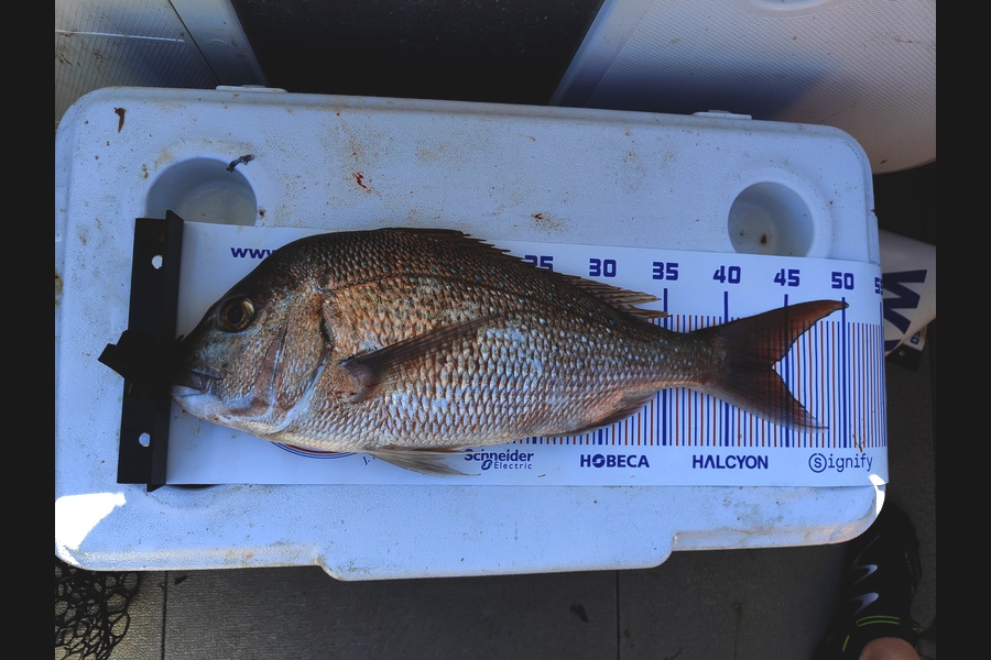 Gerhard du Toit caught this 43.5cm Snapper at Bay of Plenty during The Export NZ Fishing Competition