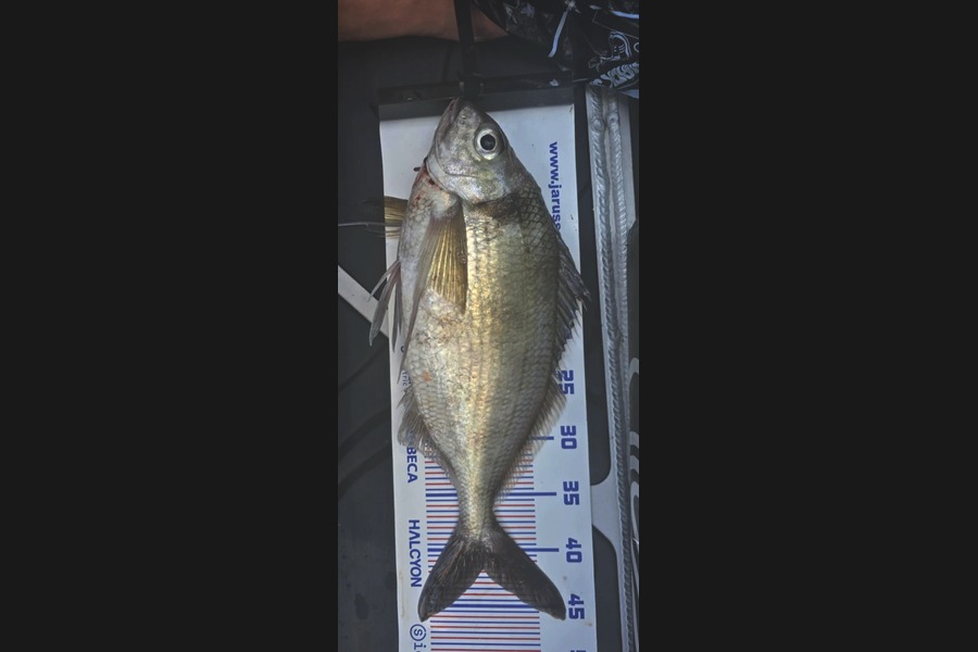 Martin Cox caught this 41.5cm Tarakihi at Bay of Plenty during The Export NZ Fishing Competition