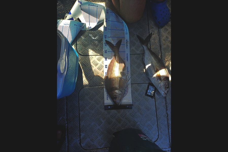 Kyle Tait caught this 39cm Tarakihi at Bay of Plenty during The Export NZ Fishing Competition
