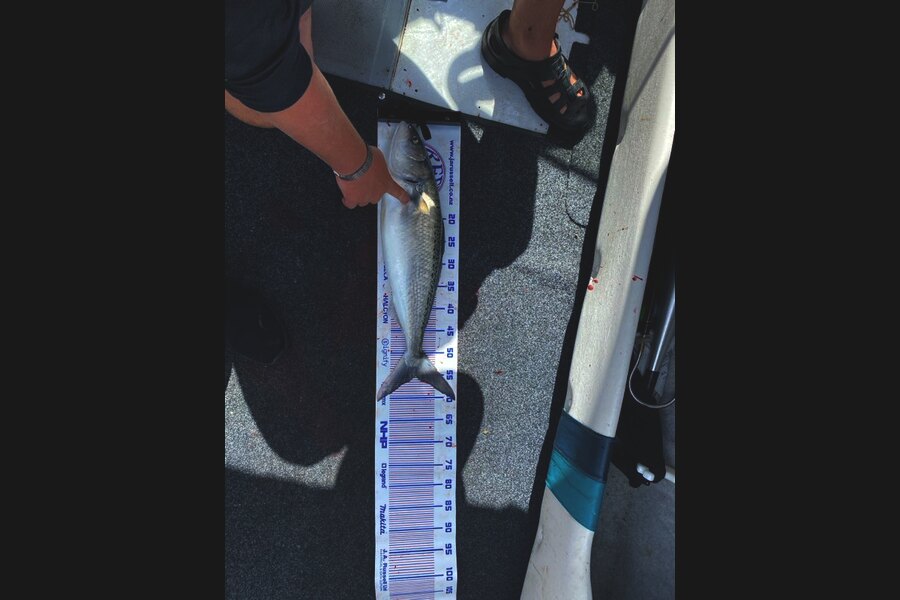 Nico Horne caught this 55.5cm Kahawai at Wellington during The Export NZ Fishing Competition