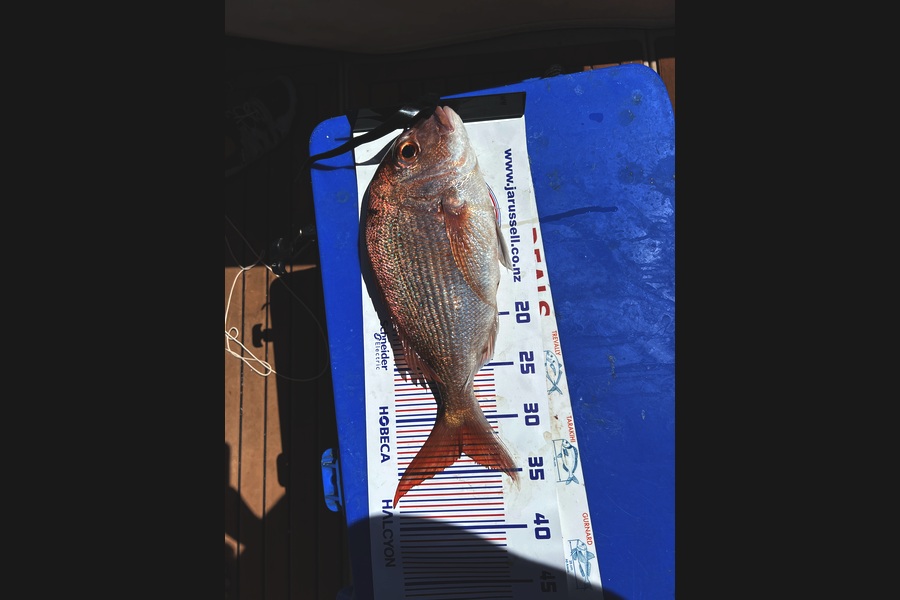 Karl Sundgren caught this 33.0cm Snapper at Auckland during The Export NZ Fishing Competition