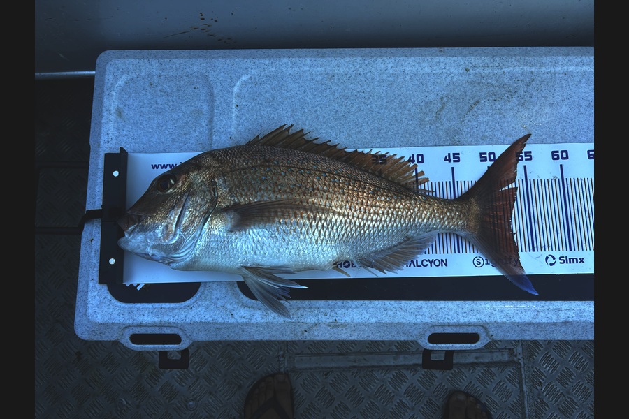 Joshua Slater caught this 52.0cm Snapper at Bay of Plenty during The Export NZ Fishing Competition