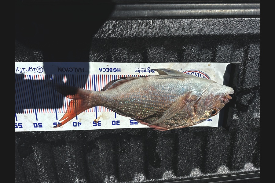Sam Barrett caught this 41.0cm Snapper at Bay of Plenty during The Export NZ Fishing Competition