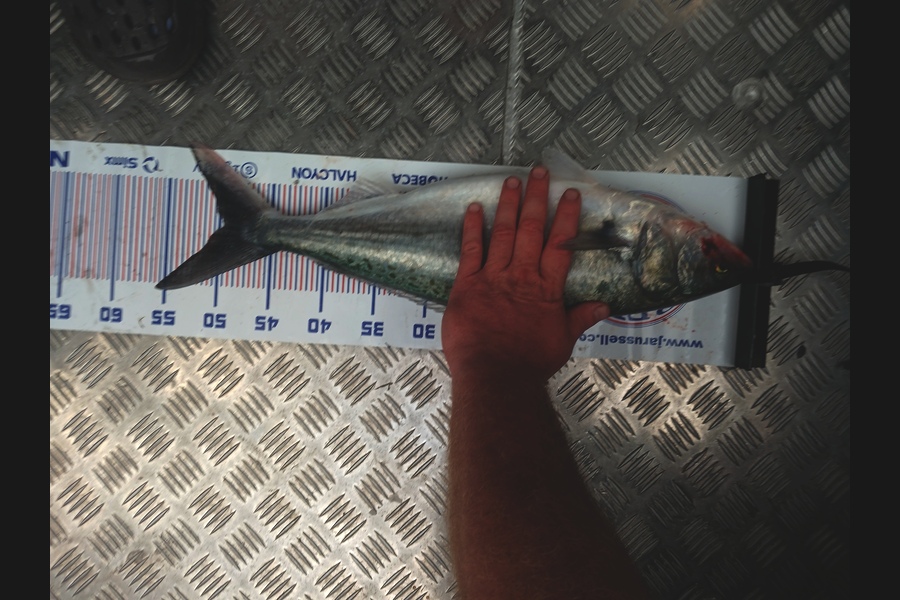 David Hunt caught this 49.0cm Kahawai at Bay of Plenty during The Export NZ Fishing Competition