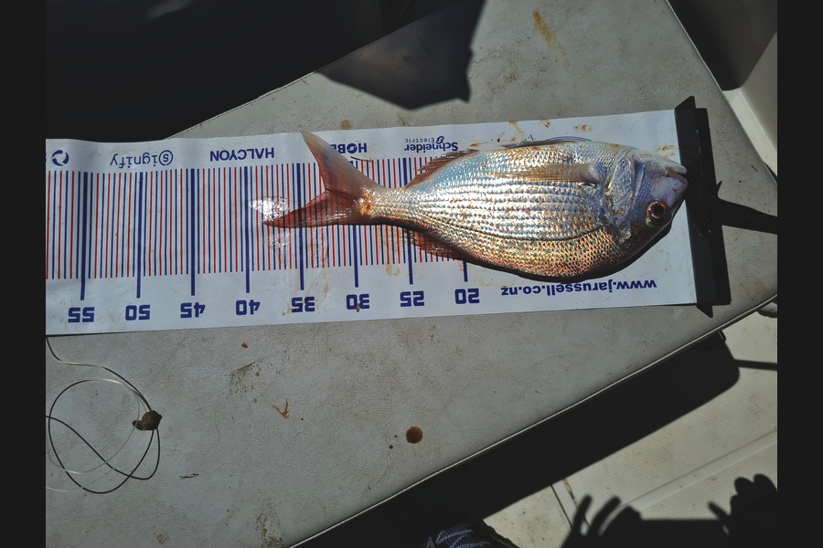 Jacob Gilbert caught this 32.5cm Snapper at Bay of Plenty during The Export NZ Fishing Competition