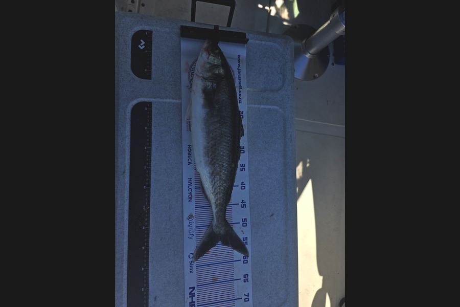 Shaun Wood caught this 54.0cm Kahawai at Bay of Plenty during The Export NZ Fishing Competition