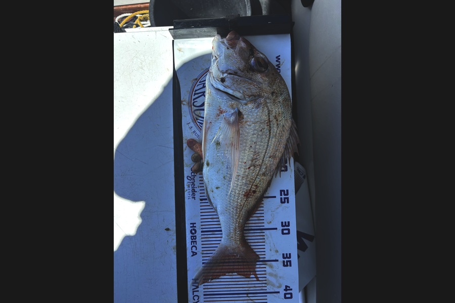 Charles Lindsay caught this 36.5cm Snapper at Auckland during The Export NZ Fishing Competition