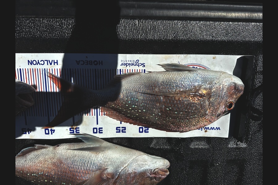 Luke Tyler caught this 36.5cm Snapper at Bay of Plenty during The Export NZ Fishing Competition