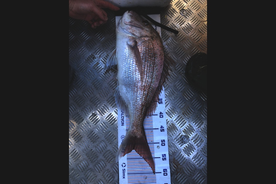 Angus Ferguson caught this 51.5cm Snapper at Bay of Plenty during The Export NZ Fishing Competition