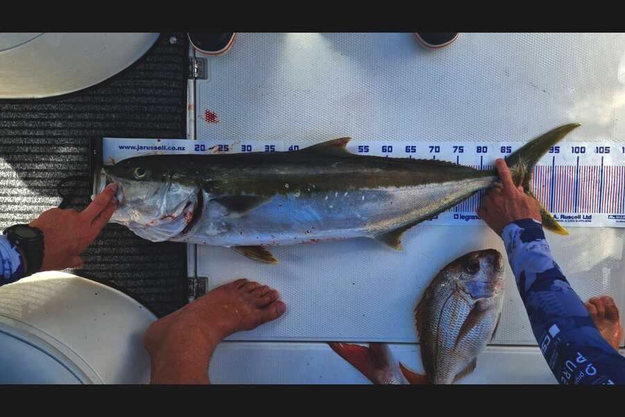 Francois VanHeerden caught this 90.5cm Kingfish at Bay of Plenty during The Export NZ Fishing Competition