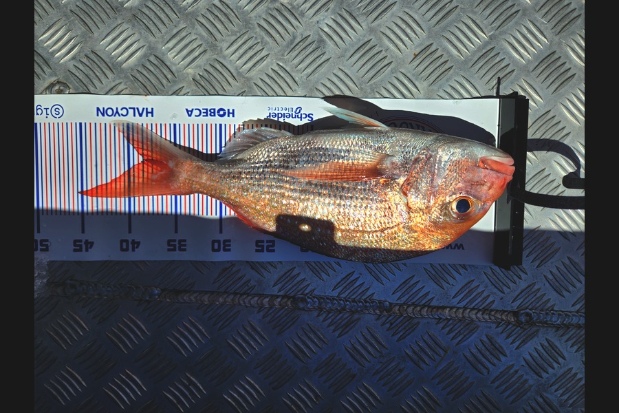 James Barnes caught this 38cm Snapper at Auckland during The Export NZ Fishing Competition