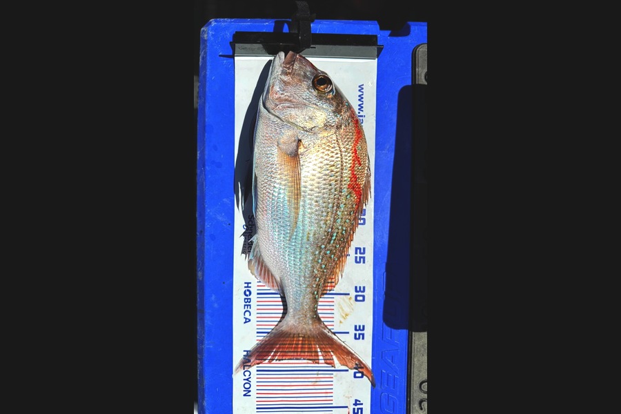 Nick DuPreez caught this 38.5cm Snapper at Auckland during The Export NZ Fishing Competition