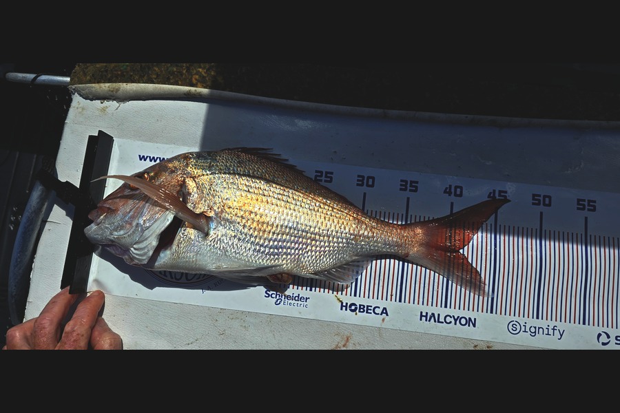 Donovan Johns caught this 40.0cm Snapper at Auckland during The Export NZ Fishing Competition