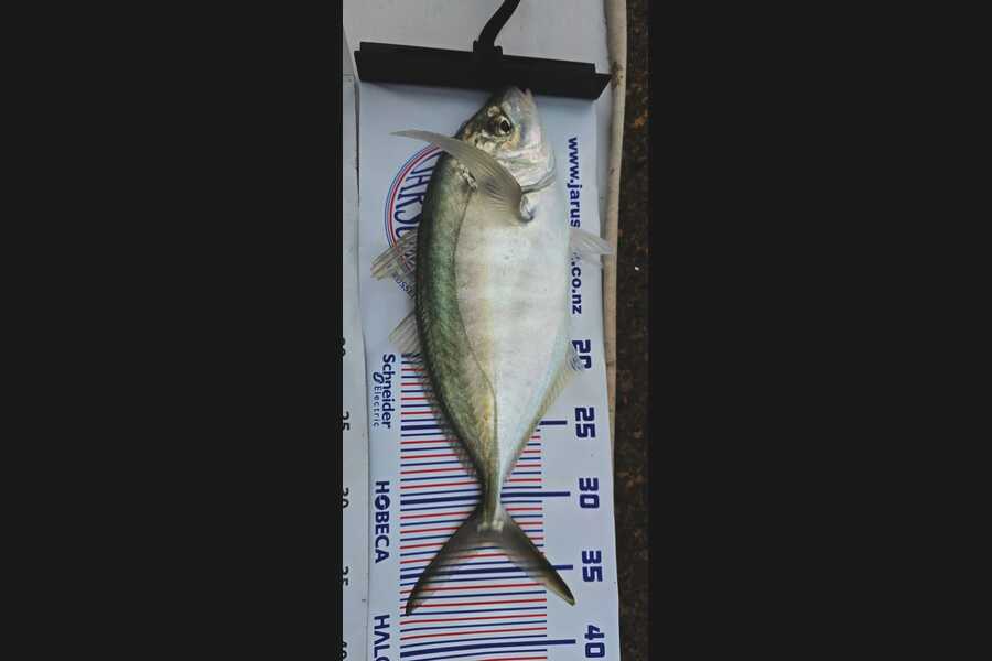 Ian Cross caught this 33.0cm Trevally at Auckland during The Export NZ Fishing Competition