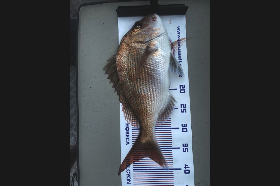 David Parker caught this 37.0cm Snapper at Wellington during The Export NZ Fishing Competition