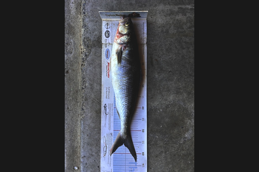 Johnny Huynen caught this 55.5cm Kahawai at Wellington during The Export NZ Fishing Competition