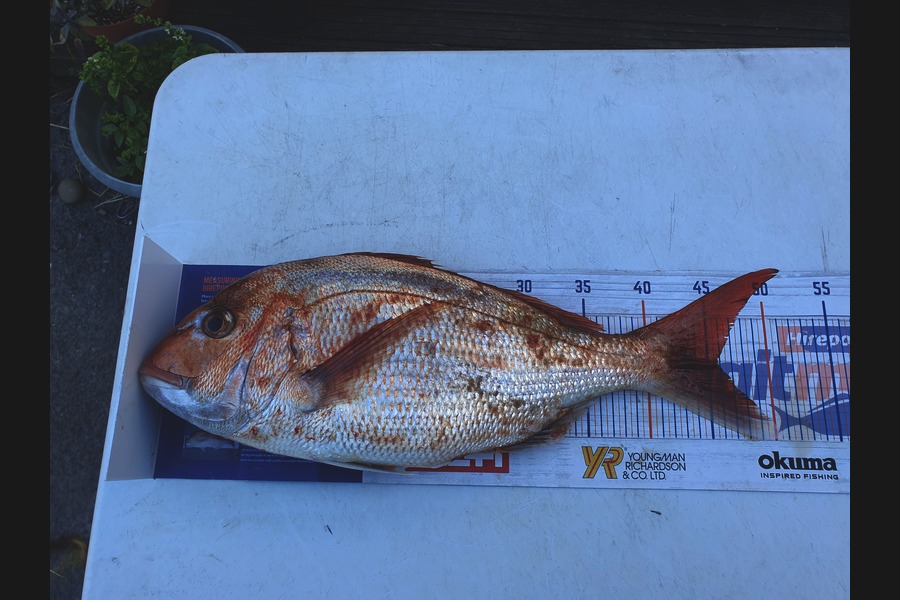 Dan Musson caught this 45.5cm Snapper at Wellington during The Export NZ Fishing Competition