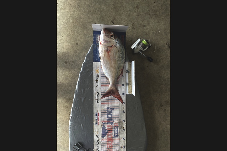 Graeme Duncan caught this 35.5cm Snapper at Bay of Plenty during The Export NZ Fishing Competition