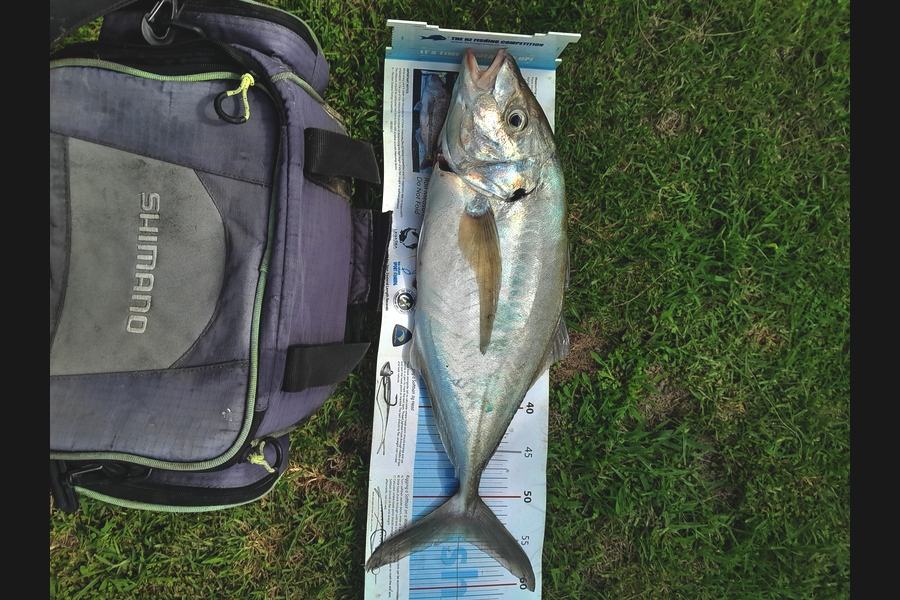 Stephen Hart  caught this 54.0cm Trevally at Coromandel during The Export NZ Fishing Competition